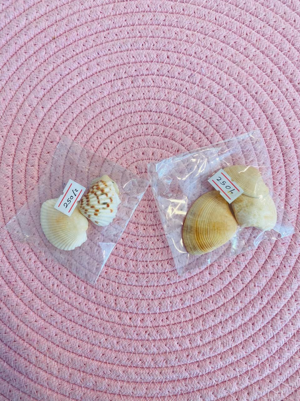 BB Sea Shells