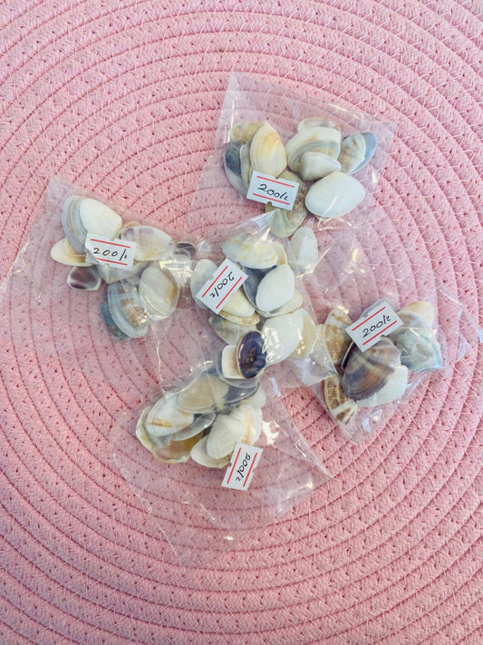 BB Sea Shells