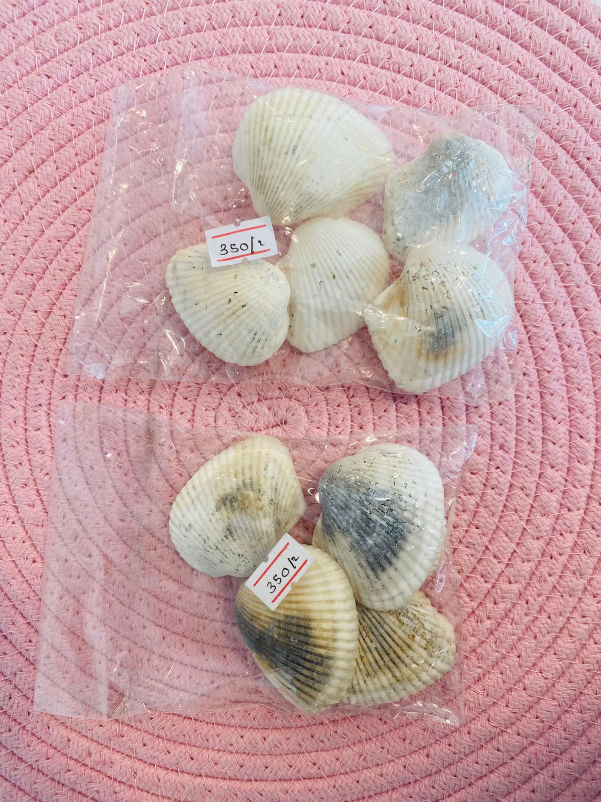 BB Sea Shells